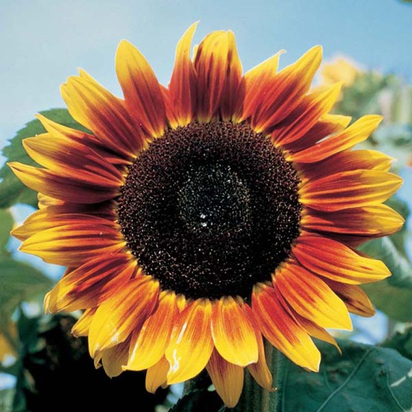 Gemeine Sonnenblume Solar Eclipse F1 - Helianthus (Flowering)