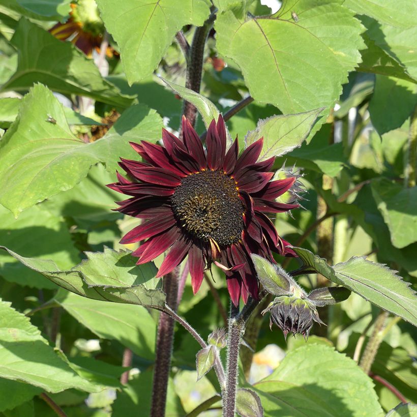 Gemeine Sonnenblume Velvet Queen - Helianthus (Flowering)