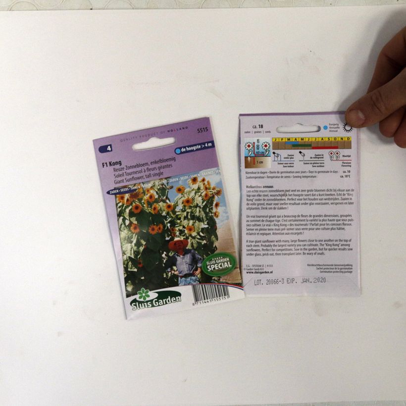 Example of Gemeine Sonnenblume Kong F1 - Helianthus per pack of 18 seeds as you get