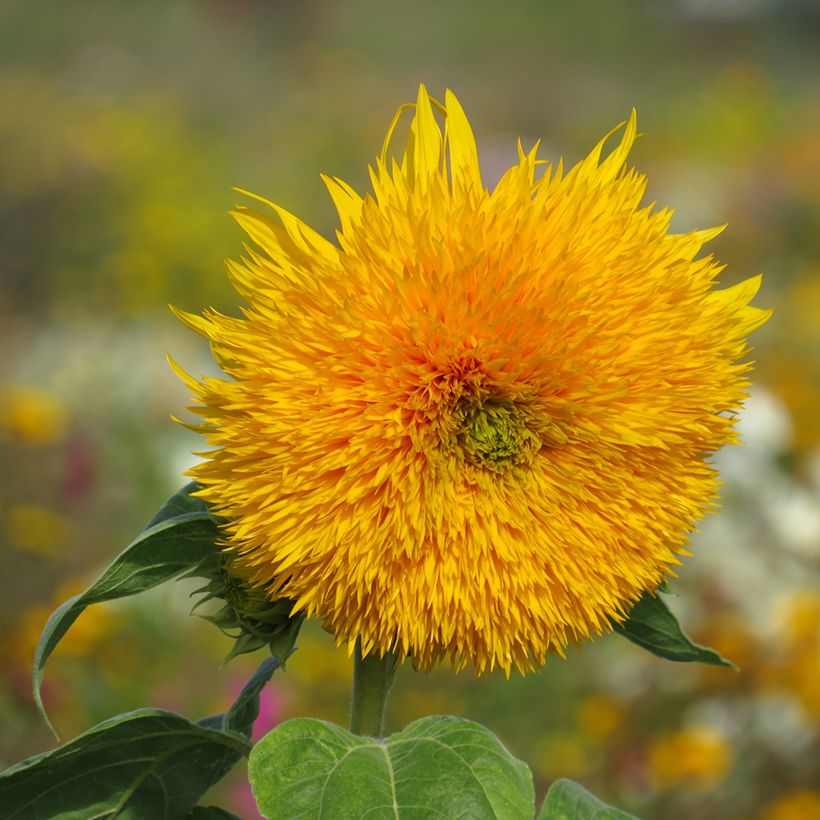 Sonnenblume Sungold (Samen) - Helianthus (Flowering)