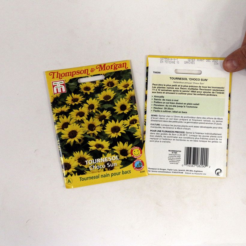 Example of Gemeine Sonnenblume Choco Sun - Helianthus per 0.2 g seed pack as you get