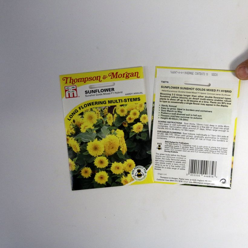 Example of Gemeine Sonnenblume Sunshots Golds Mixed - Helianthus per pack of 10 seeds as you get