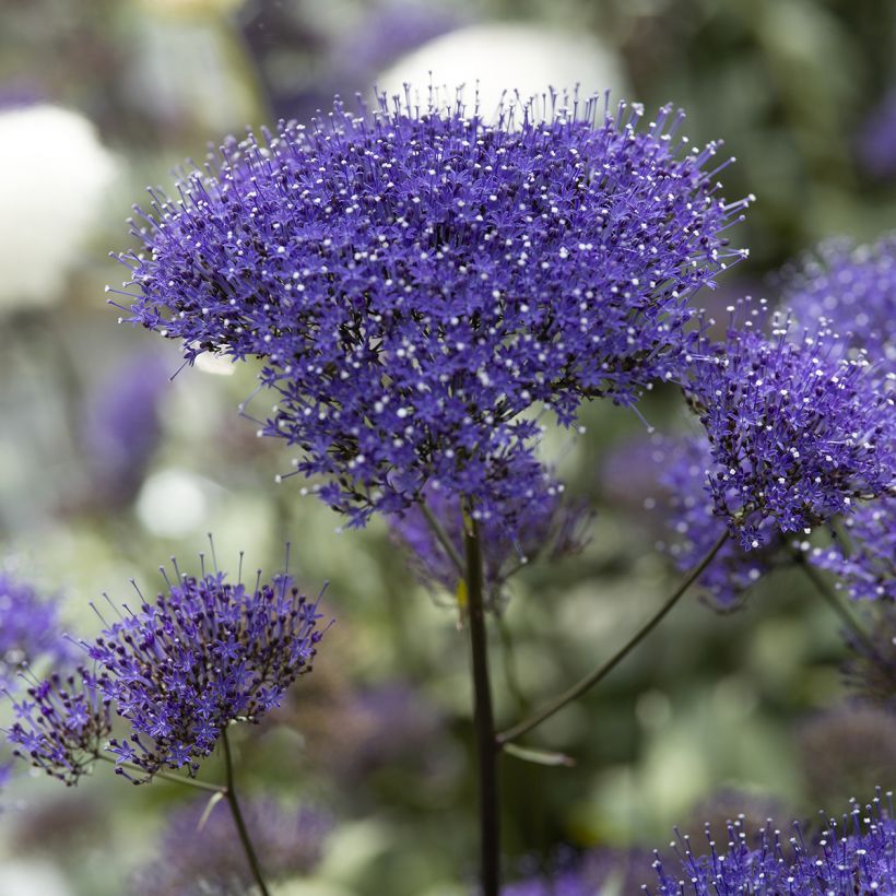 Trachelium caeruleum Black Knight (Samen) - Blaue Halskraut (Flowering)