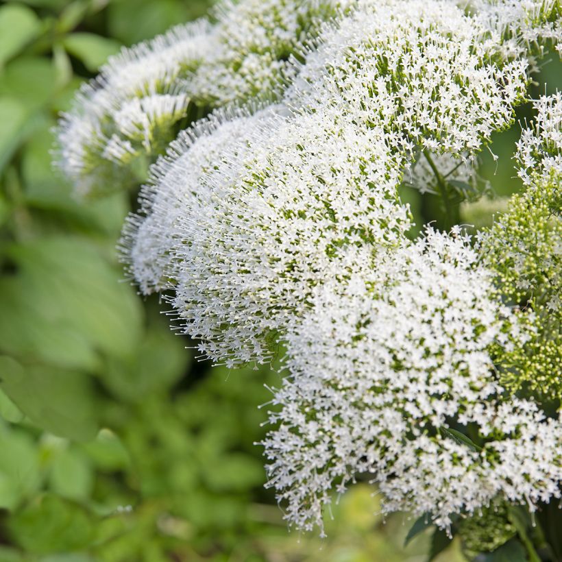 Trachelium caeruleum White Knight (Samen) - Halskraut (Flowering)