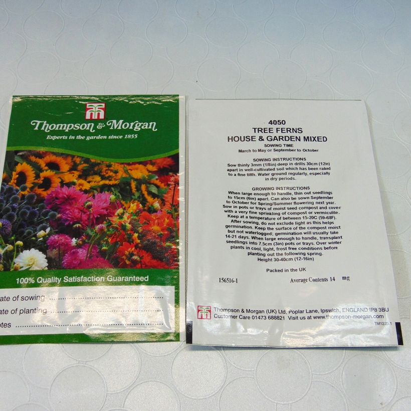 Example of Tree Fern House & Garden Mixed (Samen) - Baumfarn-Mischung per pack of 25 seeds as you get
