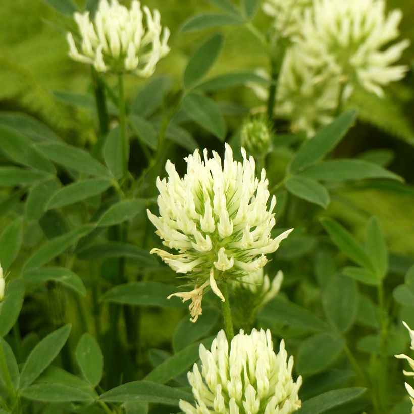 Blassgelber Klee (Samen) - Trifolium ochroleucon (Flowering)