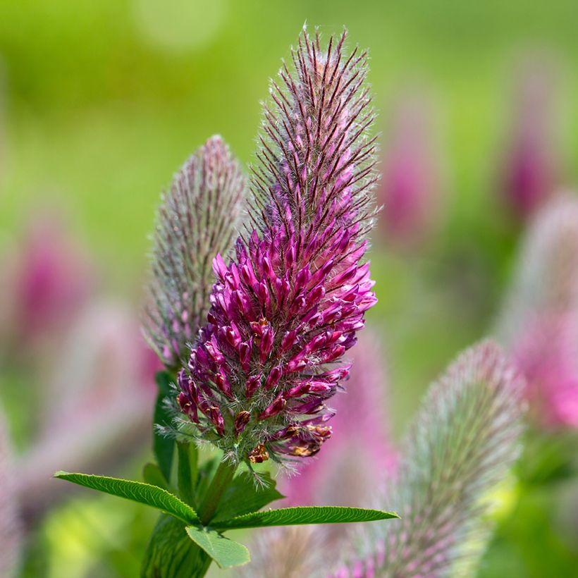 Rotköpfiger Klee (Samen) - Trifolium rubens (Flowering)