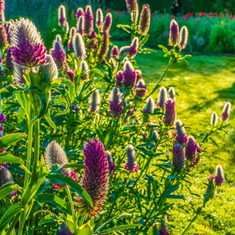 Rotköpfiger Klee (Samen) - Trifolium rubens (Plant habit)