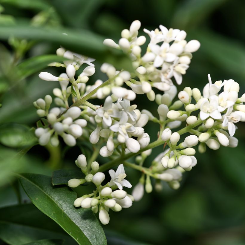 Gemeiner Liguster (Samen) - Ligustrum vulgare (Flowering)