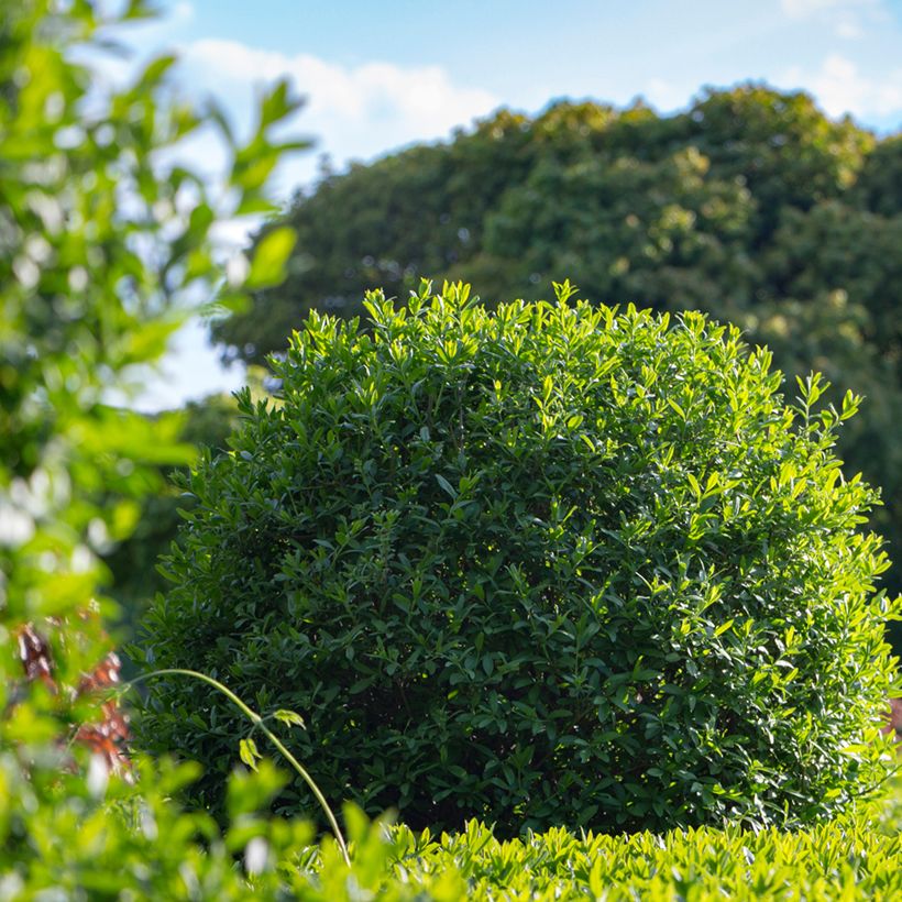 Gemeiner Liguster (Samen) - Ligustrum vulgare (Plant habit)