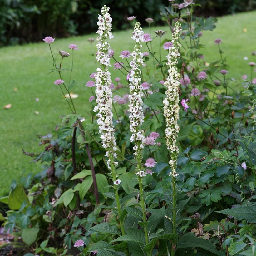 Verbascum chaixii Album (Samen) - Österreichische Königskerze (Plant habit)