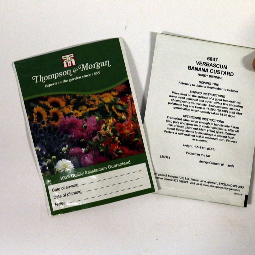Example of Verbascum Banana Custard (Samen) - Königskerze per pack of 40 seeds as you get