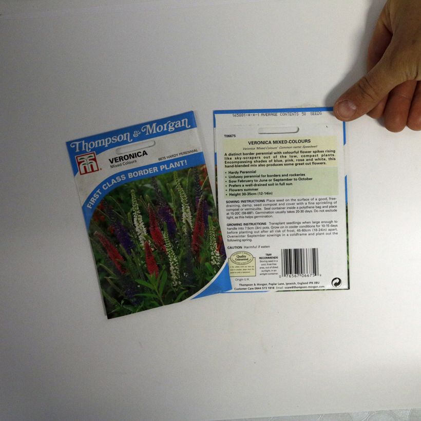 Example of Veronica Mixed colours (Samen) - Ehrenpreis per pack of 50 seeds as you get
