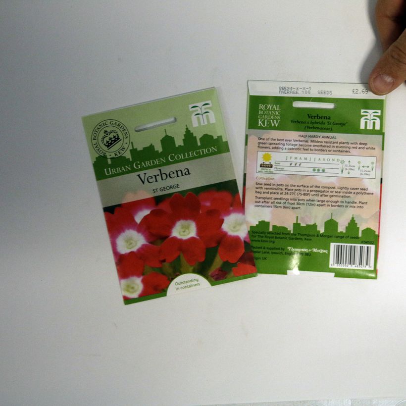 Example of Verbene St George (Samen) per pack of 100 seeds as you get
