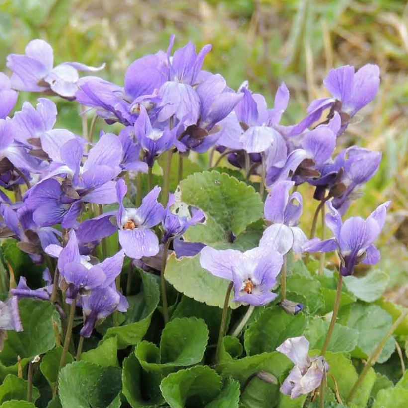 Viola odorata (Samen) - März-Veilchen (Flowering)