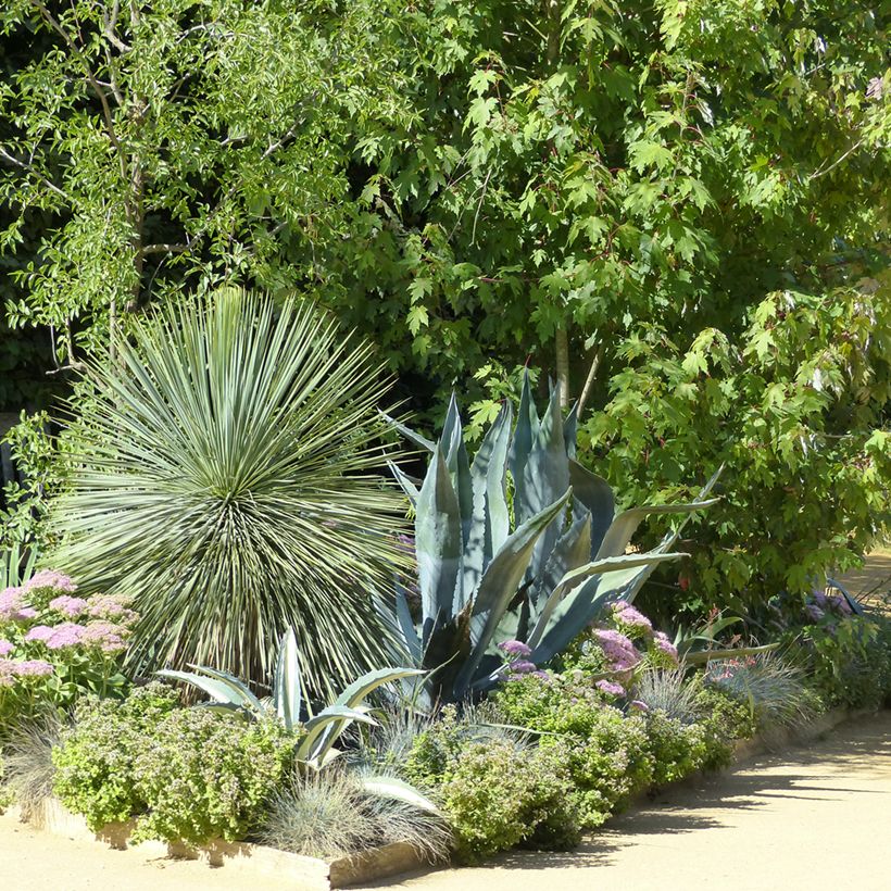 Yucca rostrata (Samen) - Schnabel-Palmlilie (Plant habit)