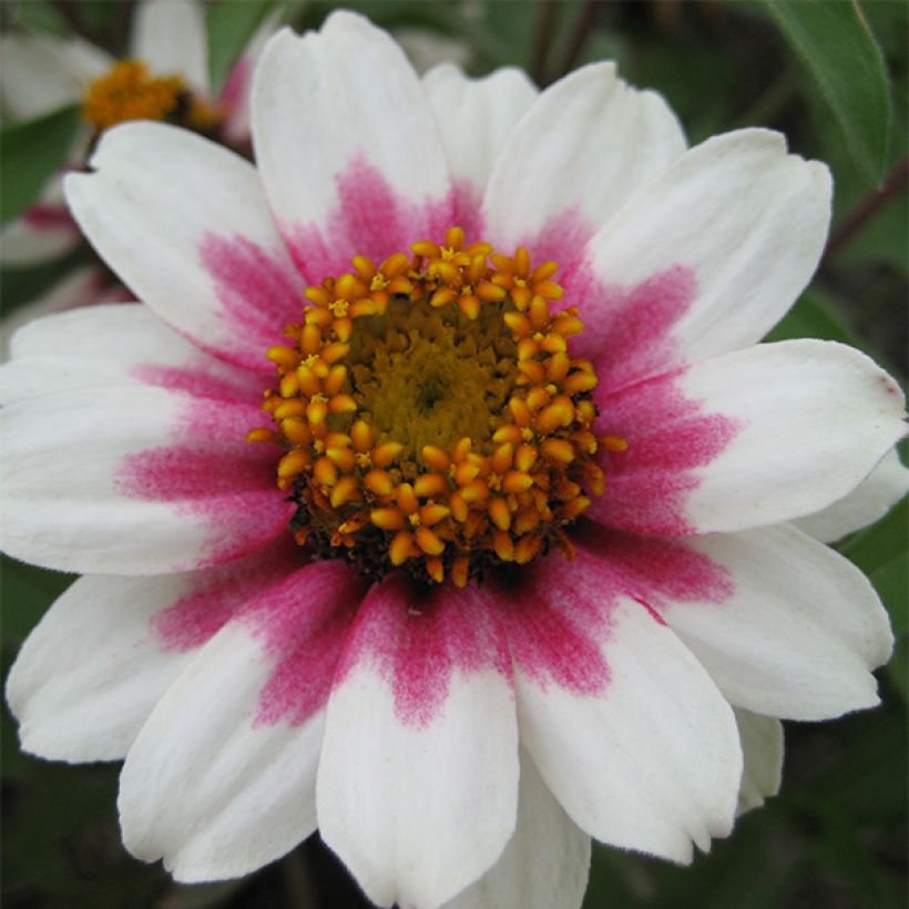 Garten-Zinnie Zahara Starlight Rose (Samen) (Flowering)