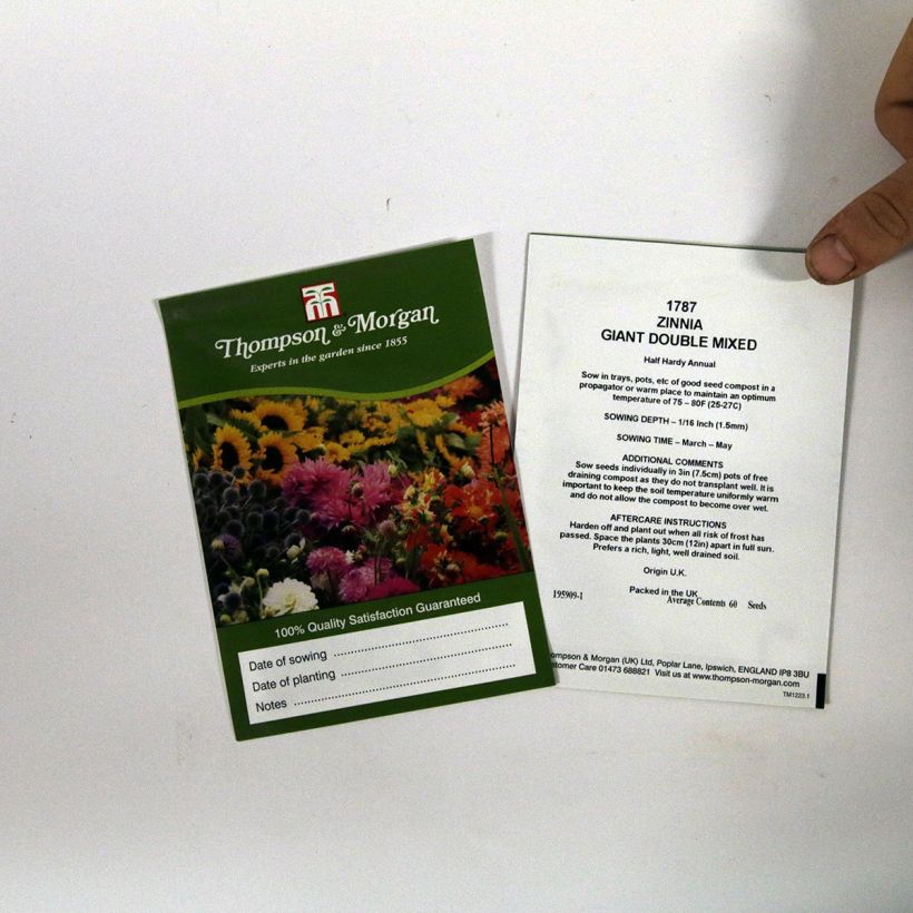 Example of Garten-Zinnie Giant Double Mixed (Samen) per pack of 60 seeds as you get