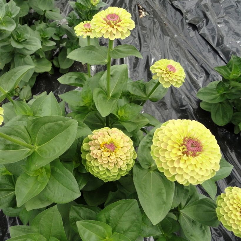 Garten-Zinnie Queen Lime with Blotch (Samen) (Plant habit)