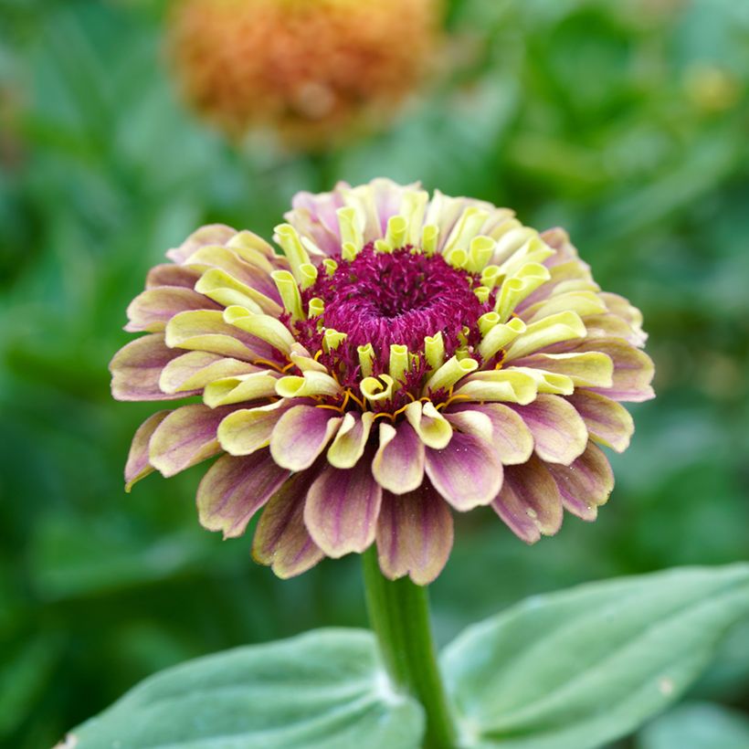 Garten-Zinnie Queen Red Lime (Samen) (Flowering)