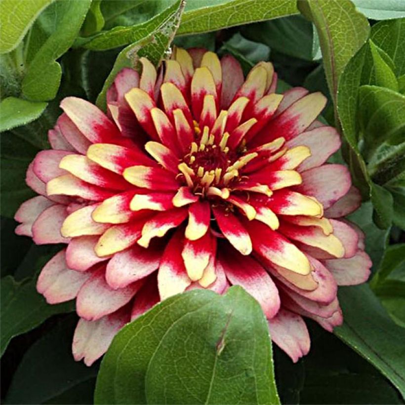 Garten-Zinnie Swizzle Cherry & Ivory (Samen) (Flowering)