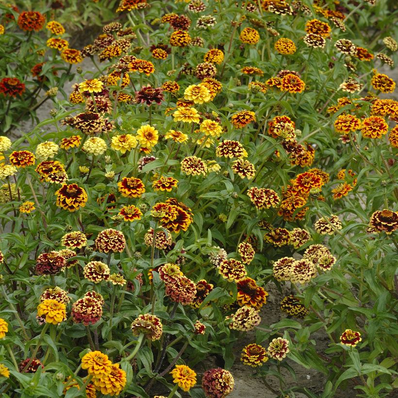 Garten-Zinnie Jazzy Mix (Samen) (Plant habit)