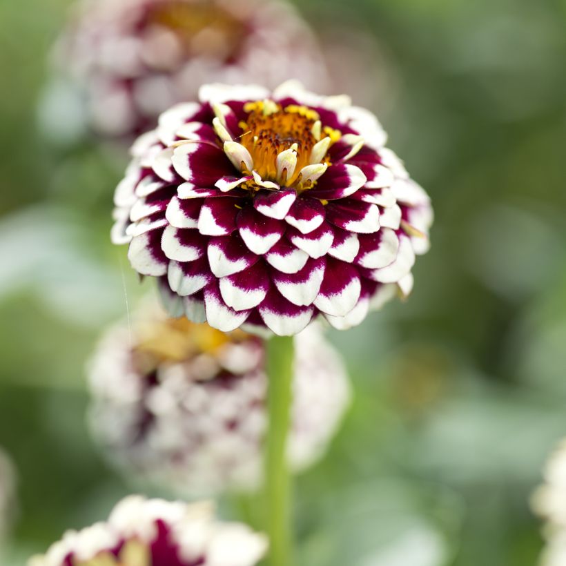 Garten-Zinnie Jazzy Red (Samen) (Flowering)