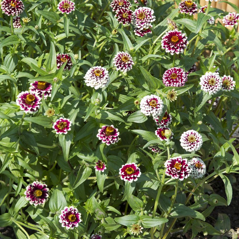 Garten-Zinnie Jazzy Red (Samen) (Plant habit)