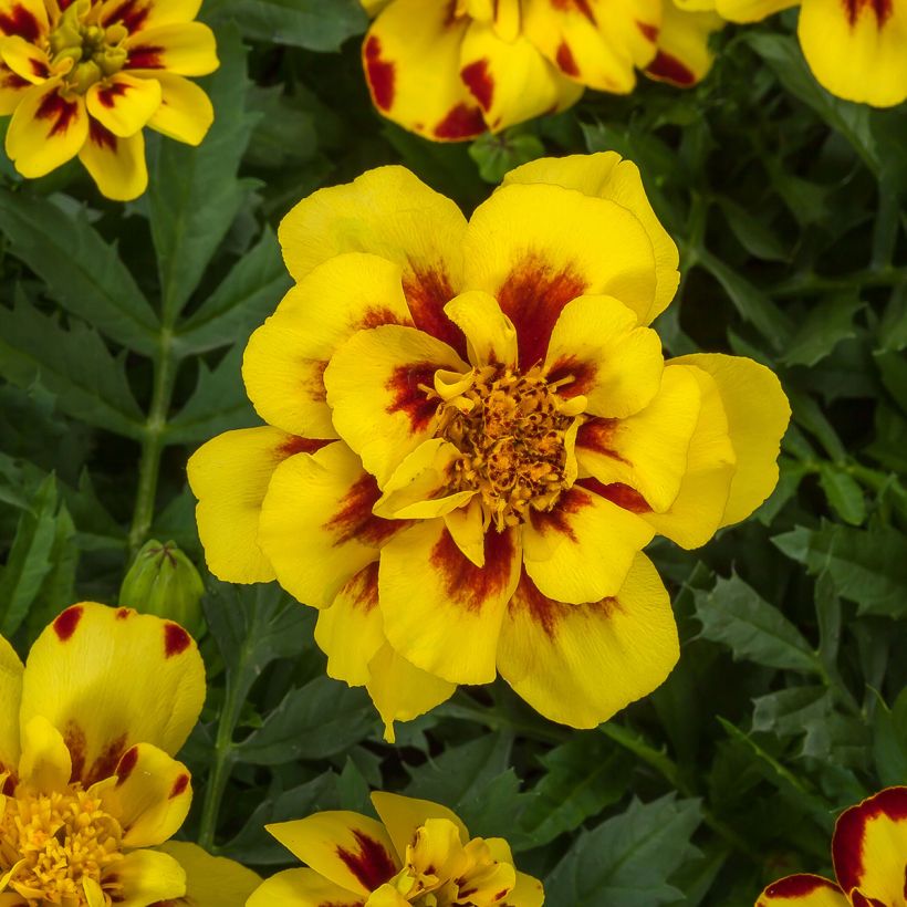 Studentenblume Alumia Crème Brulee (Flowering)