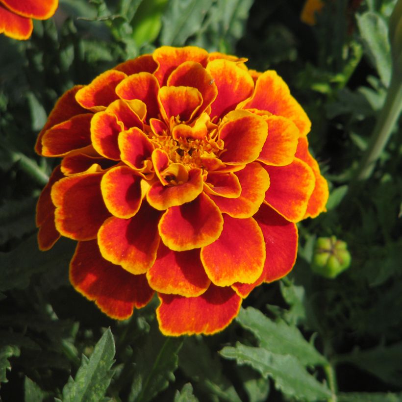 Niedrige Studentenblume Reine Sophie (Bio samen) - Tagetes (Flowering)