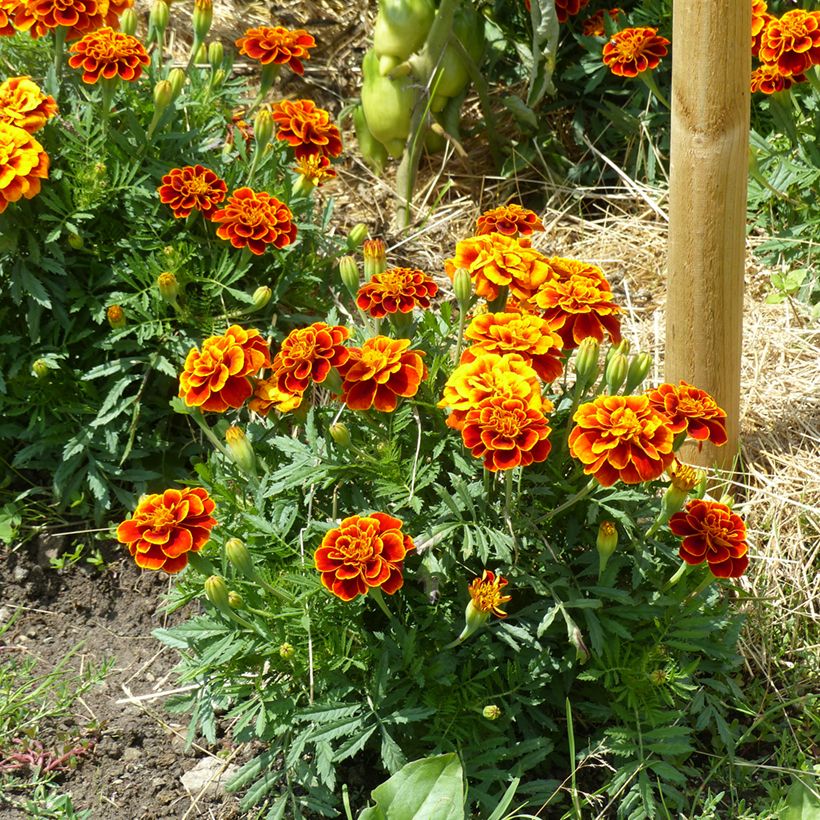 Niedrige Studentenblume Reine Sophie (Bio samen) - Tagetes (Plant habit)