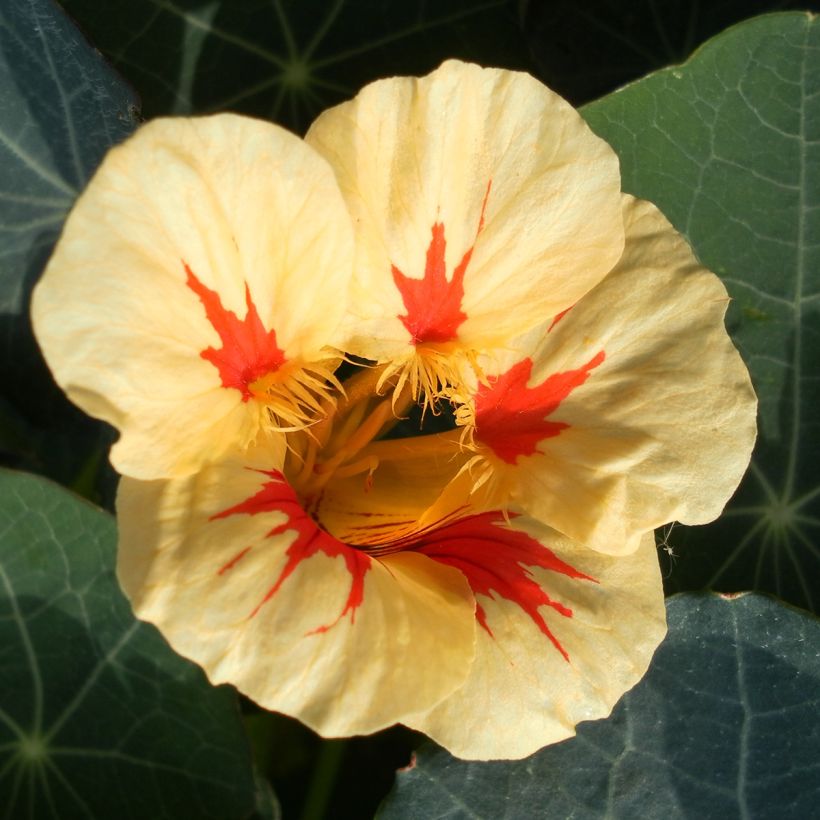 Niedrige Kapuzinerkresse Peach Melba (Flowering)