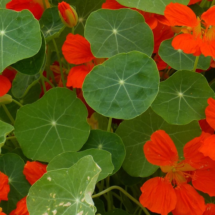 Niedrige Kapuzinerkresse Whirlybird Orange (Foliage)