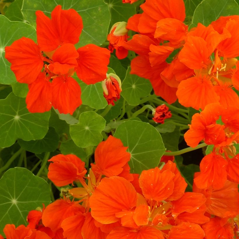 Niedrige Kapuzinerkresse Whirlybird Orange (Flowering)