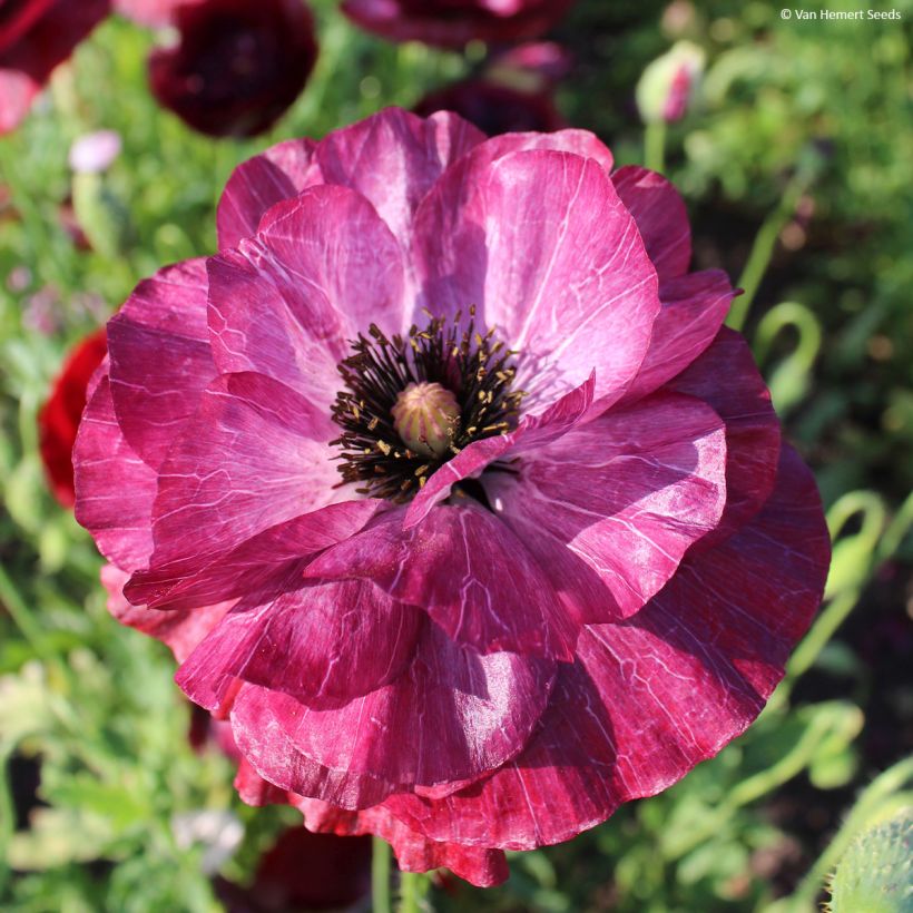 Klatsch-Mohn Pandora (Samen) - Papaver rhoeas (Flowering)