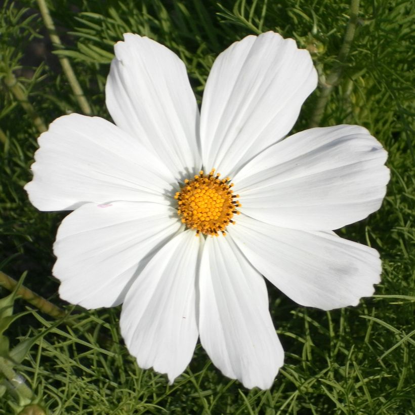 Schmuckkörbchen Sonata White (Samen) - Cosmos (Flowering)