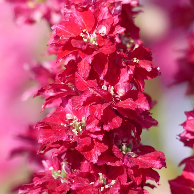 Garten-Rittersporn Kingsize Scarlet (Samen) - Delphinium (Flowering)