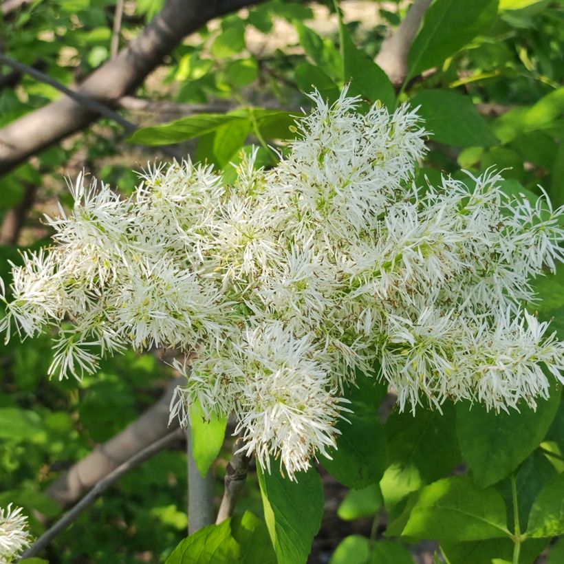 Manna-Esche (Samen) - Fraxinus ornus (Flowering)