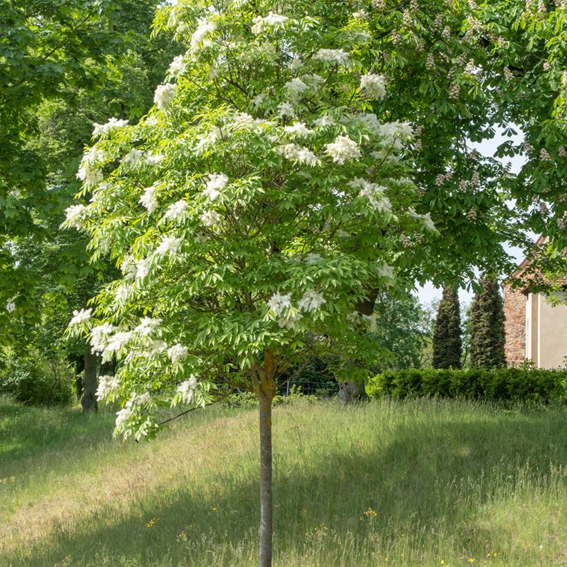 Manna-Esche (Samen) - Fraxinus ornus (Plant habit)