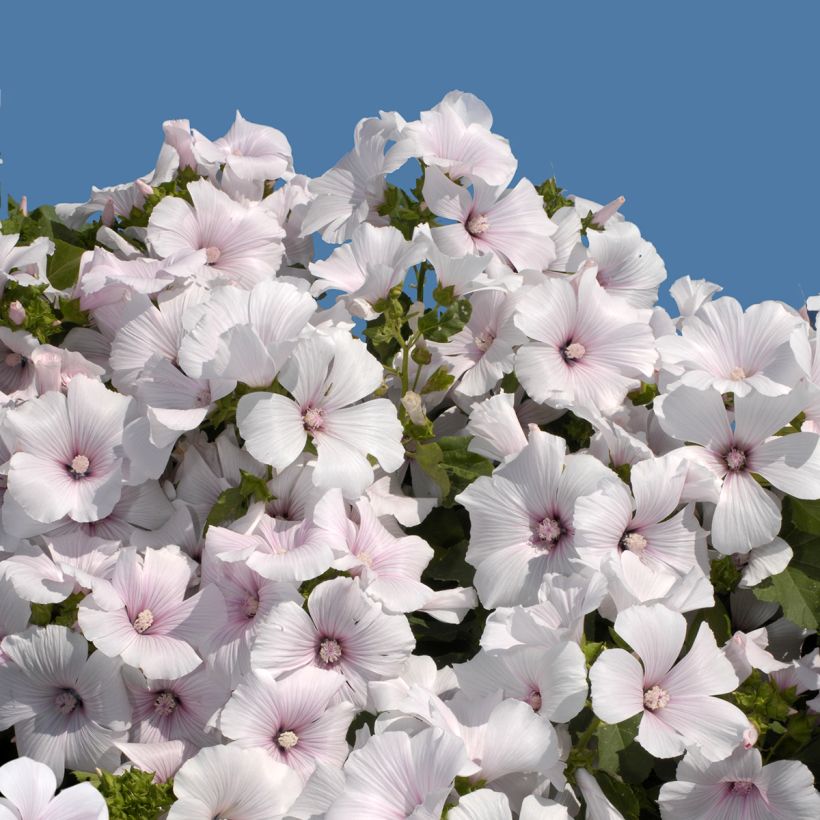 Bechermalve New Dwarf Pink Blush (Samen) - Lavatera (Flowering)