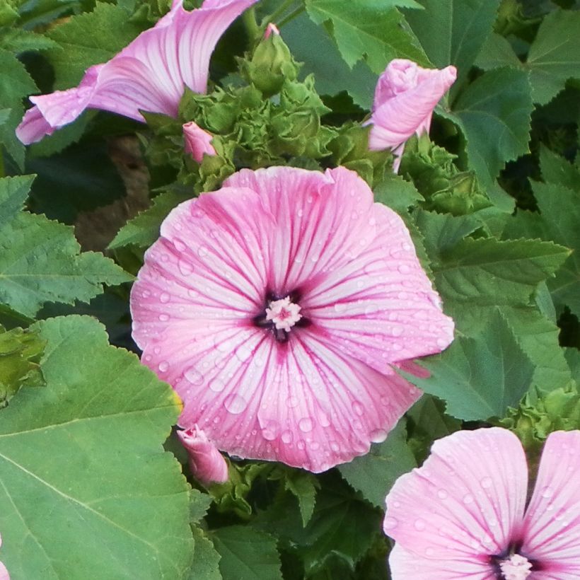 Bechermalve Silver Cup (Samen) - Lavatera (Flowering)