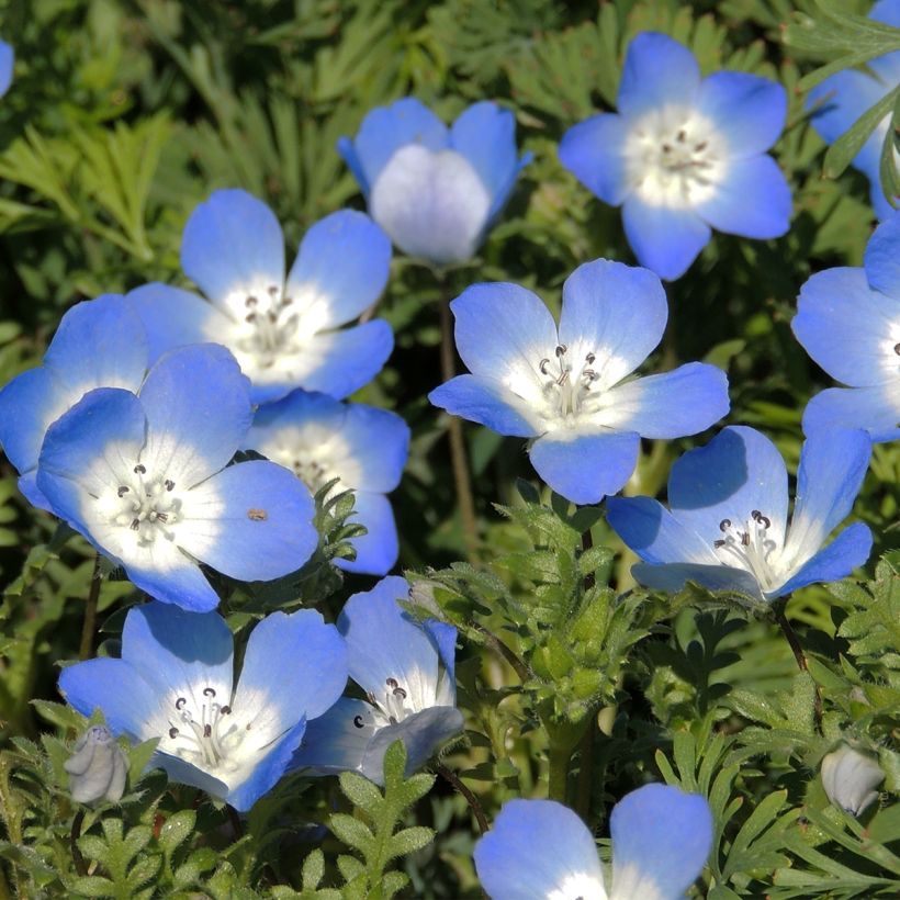 Nemophila menziesii Baby blue eyes (Samen) - Hainblume (Flowering)