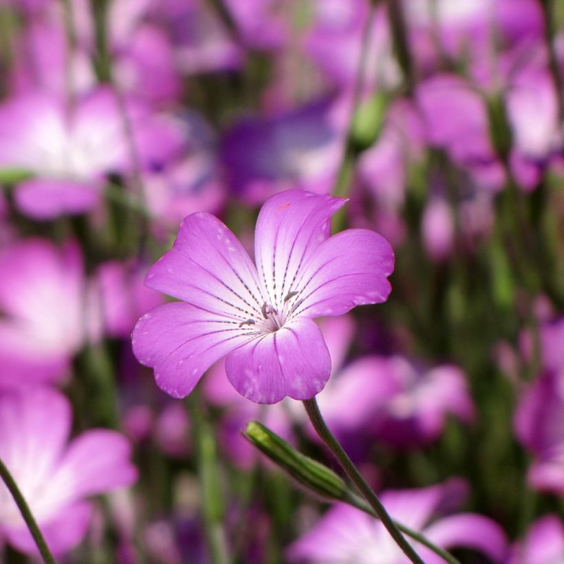 Agrostemma githago Milas (Samen) - Gewöhnliche Kornrade (Flowering)