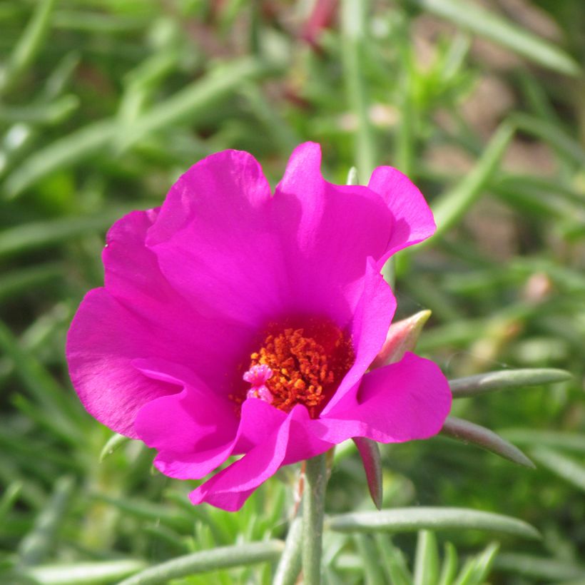 Portulakröschen Single Ruby (Samen) - Portulaca (Flowering)