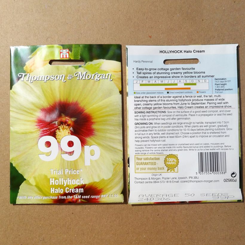 Example of Alcea rosea Halo Cream (Samen) - Gewöhnliche Stockrose per pack of 25 seeds as you get
