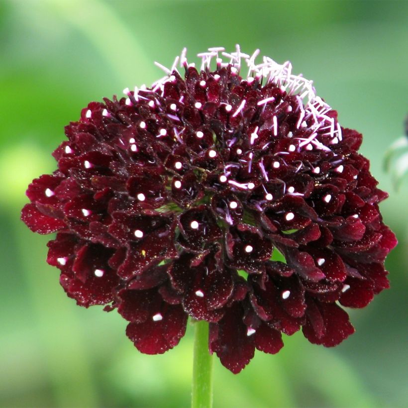 Samt-Skabiose Ebony and Ivory (Samen) - Scabiosa atropurpurea (Flowering)