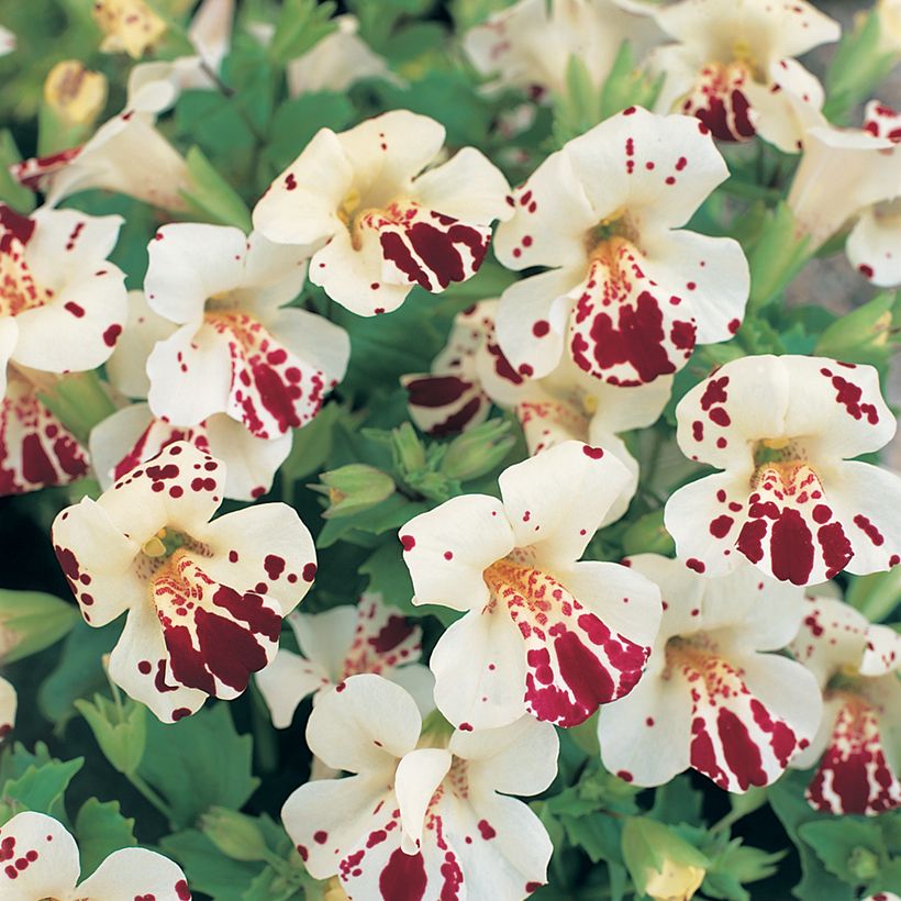 Gauklerblume Monkey Magic (Samen) - Mimulus (Flowering)