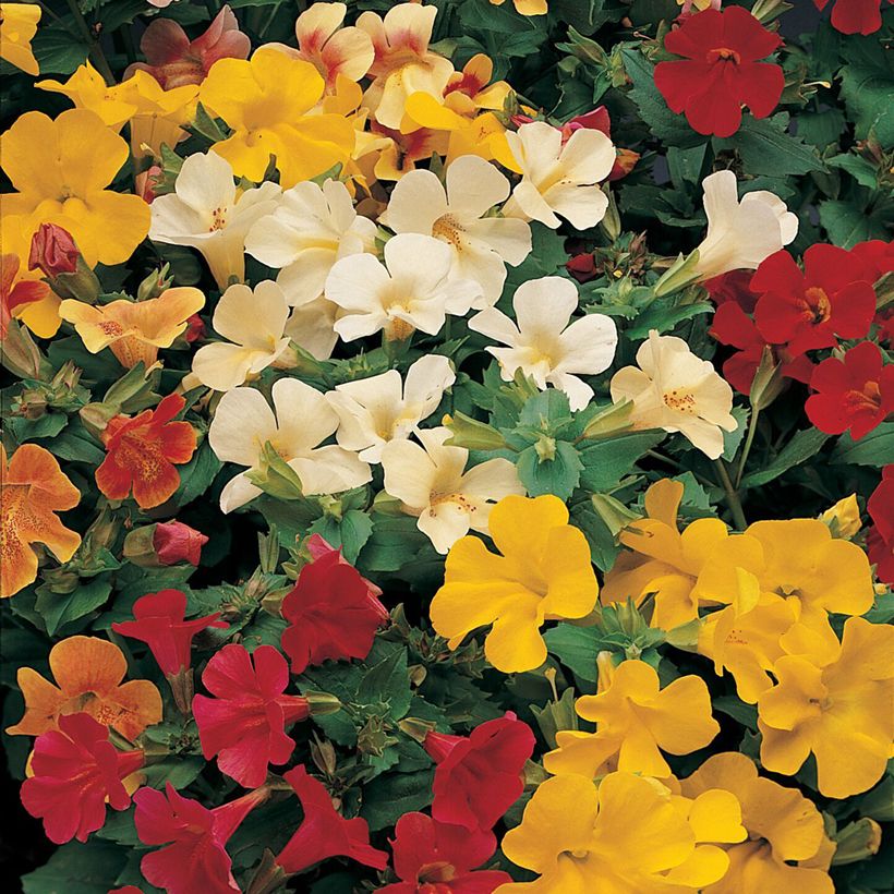 Gauklerblume Mystic Mixed (Samen) - Mimulus (Flowering)