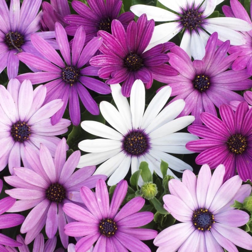 Kapmargerite Passion Mixed (Samen) - Osteospermum (Flowering)