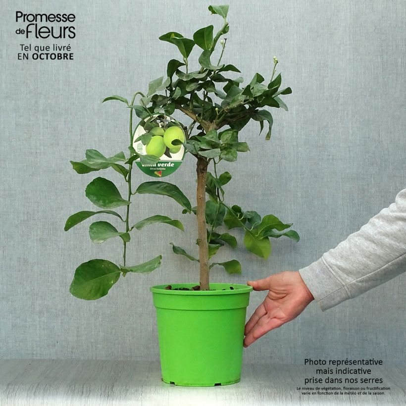 Example of Hybride Zitrone - Citrus x latifolia Topf mit 4L/5L, 1/4 Stängel as you get in automne